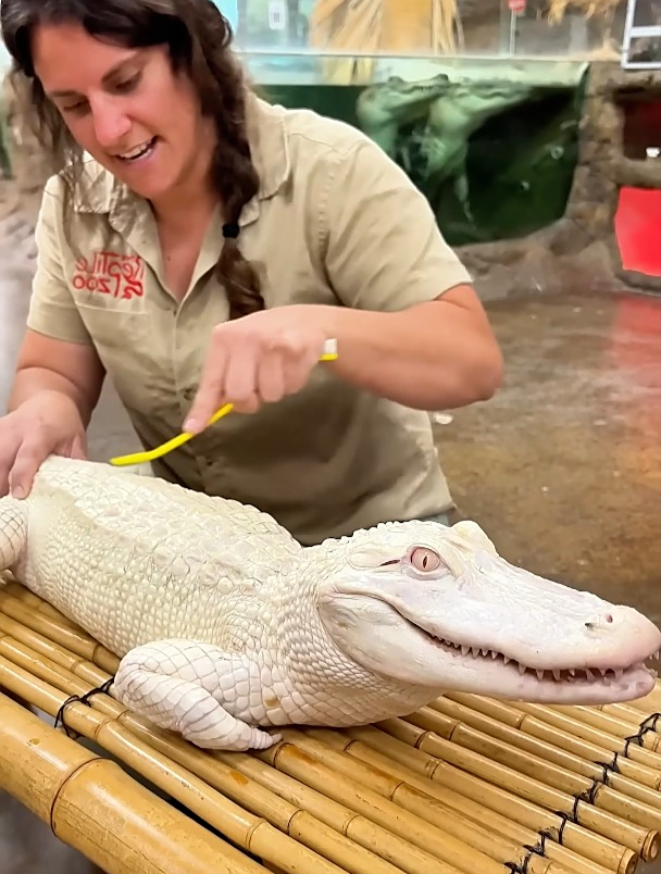 鳄鱼得了白化病,没想到这么可爱!