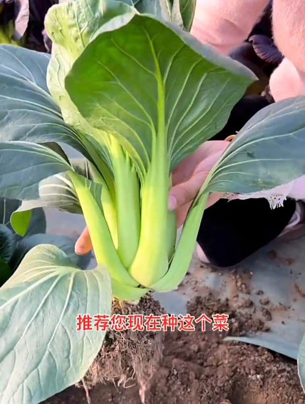 一直采收到来年春,这个矮脚黑叶白菜,耐寒抗病性好!
