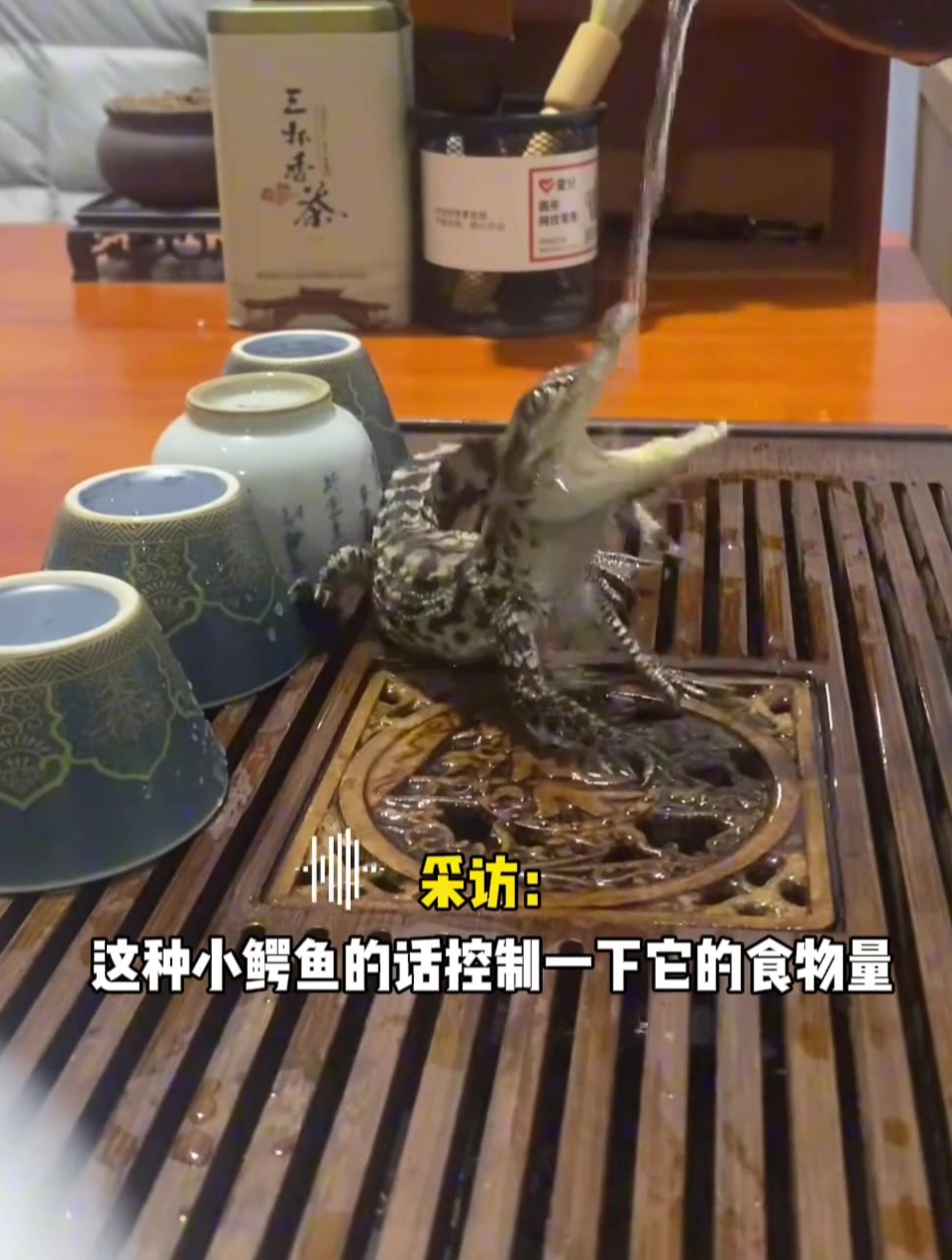 活的鳄鱼茶宠你见过吗?网友晒用茶水浇自家活体小鳄鱼