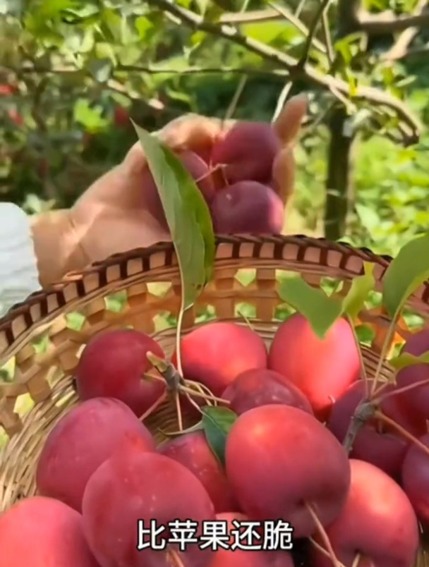 比甘蔗还甜,鸡心果插土就活,种两棵结果吃不完