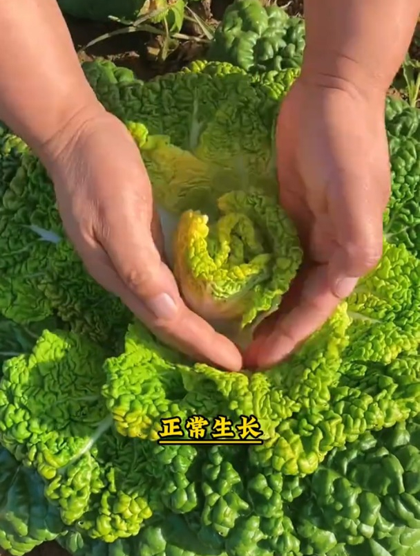 乌塌菜适宜现在种,耐寒不易生虫,够吃一个冬!