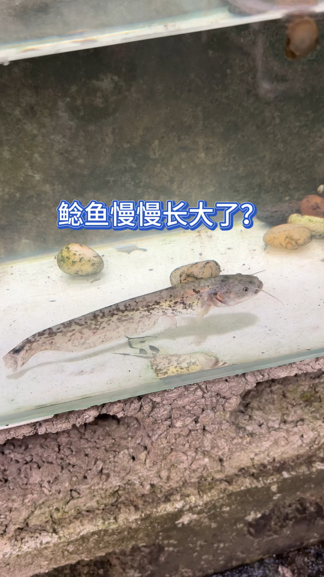 鲶鱼慢慢长大了?