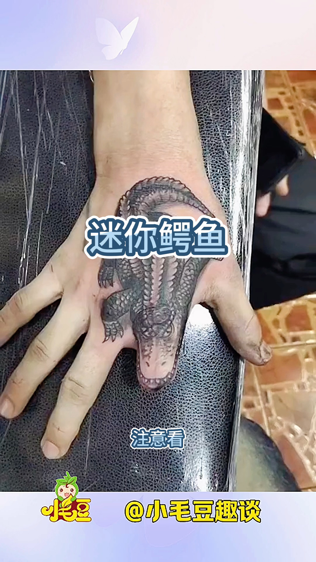 迷你鳄鱼,太可爱了