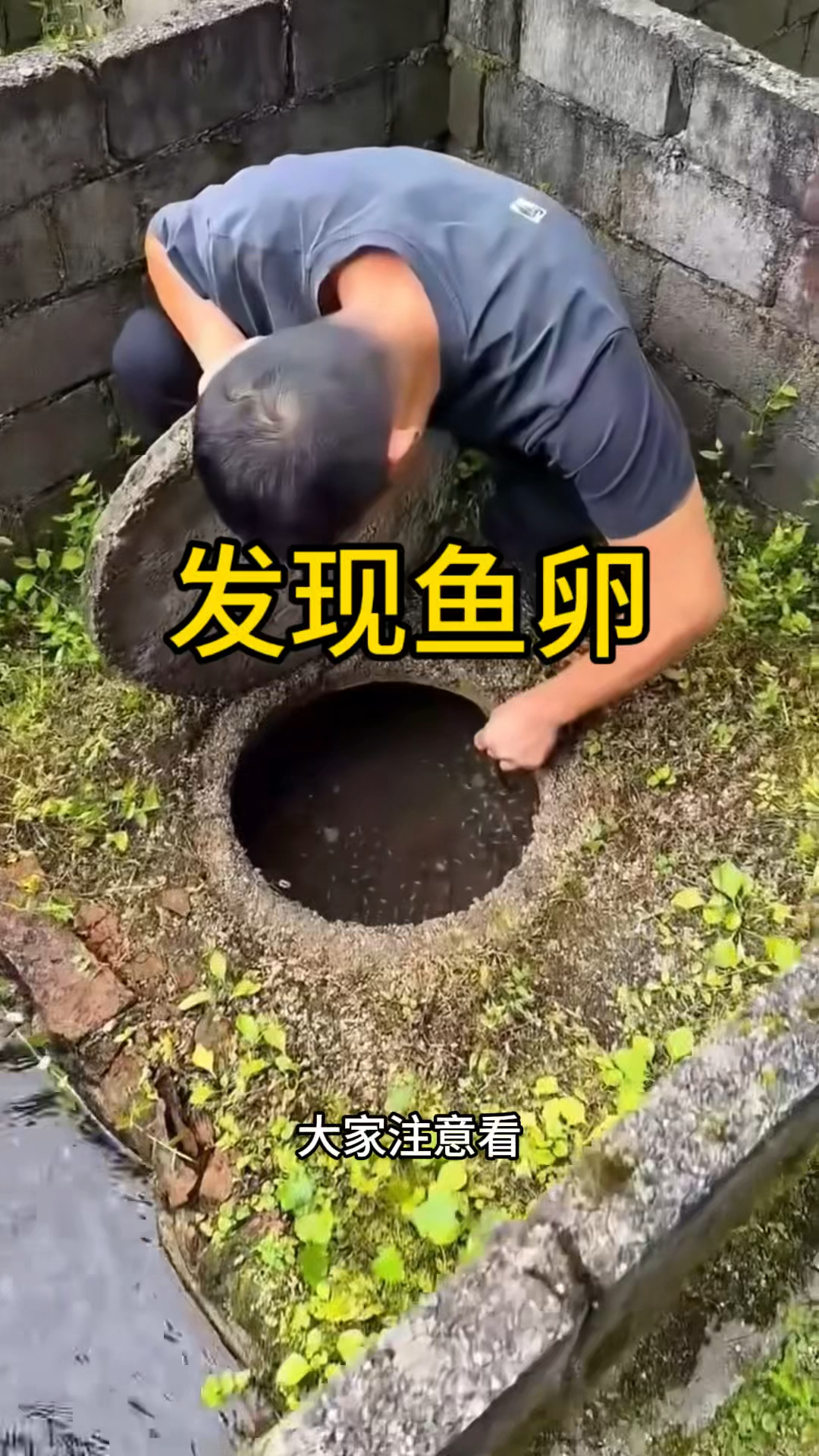 这是什么鱼卵啊,怎么这么大一颗。