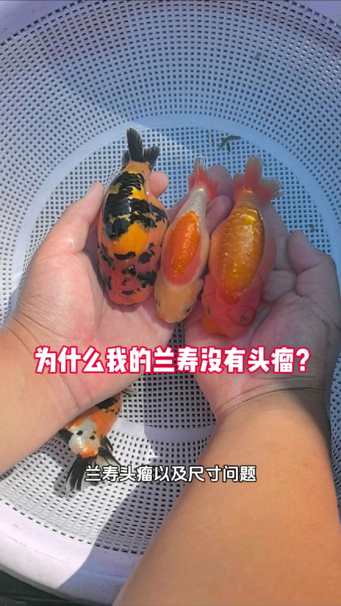 关于兰寿金鱼尺寸与头瘤:1兰寿发多大头瘤和种鱼基因有关系