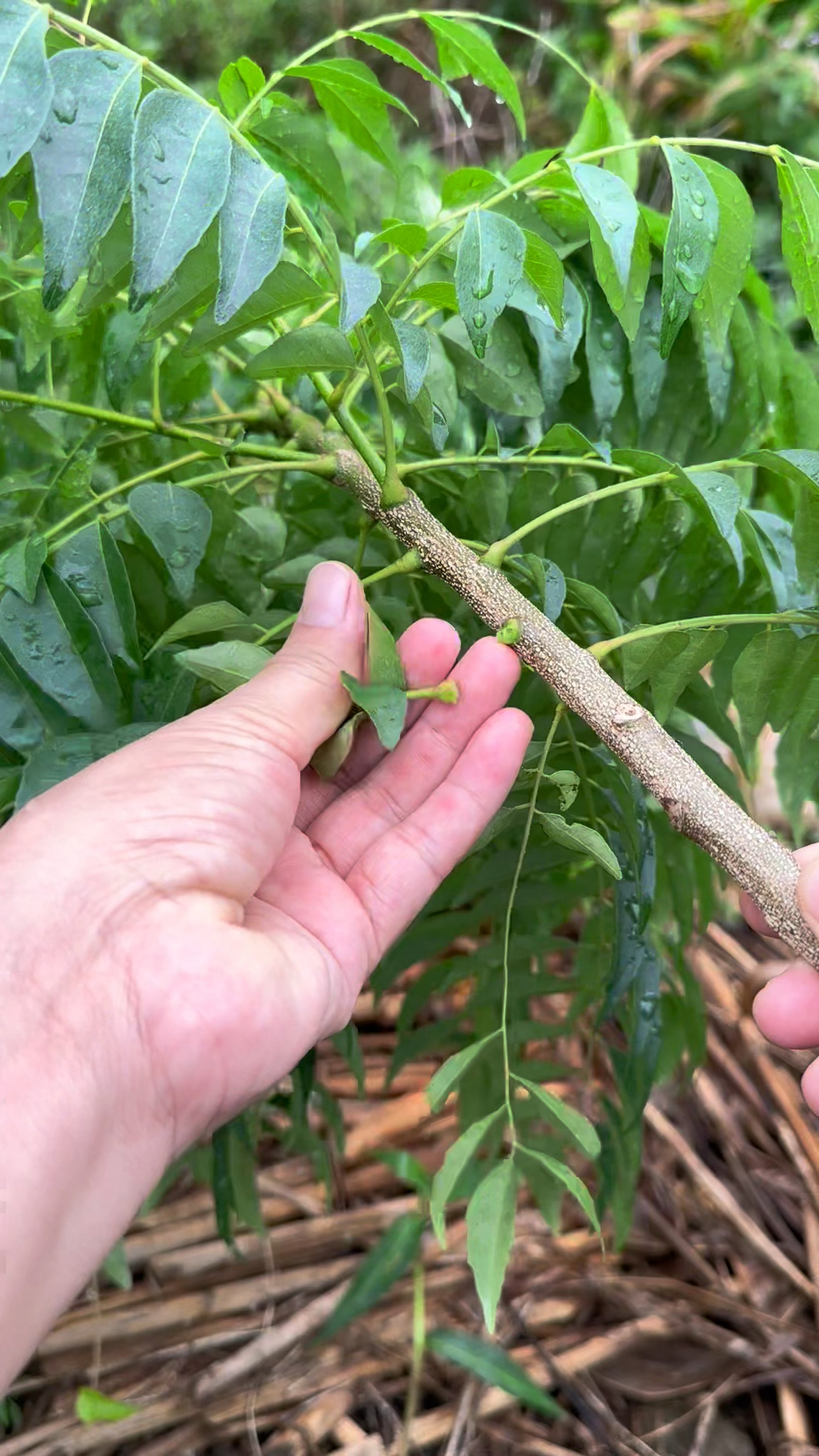 调料九里香也叫咖喱树,它叶子有咖喱的味道
