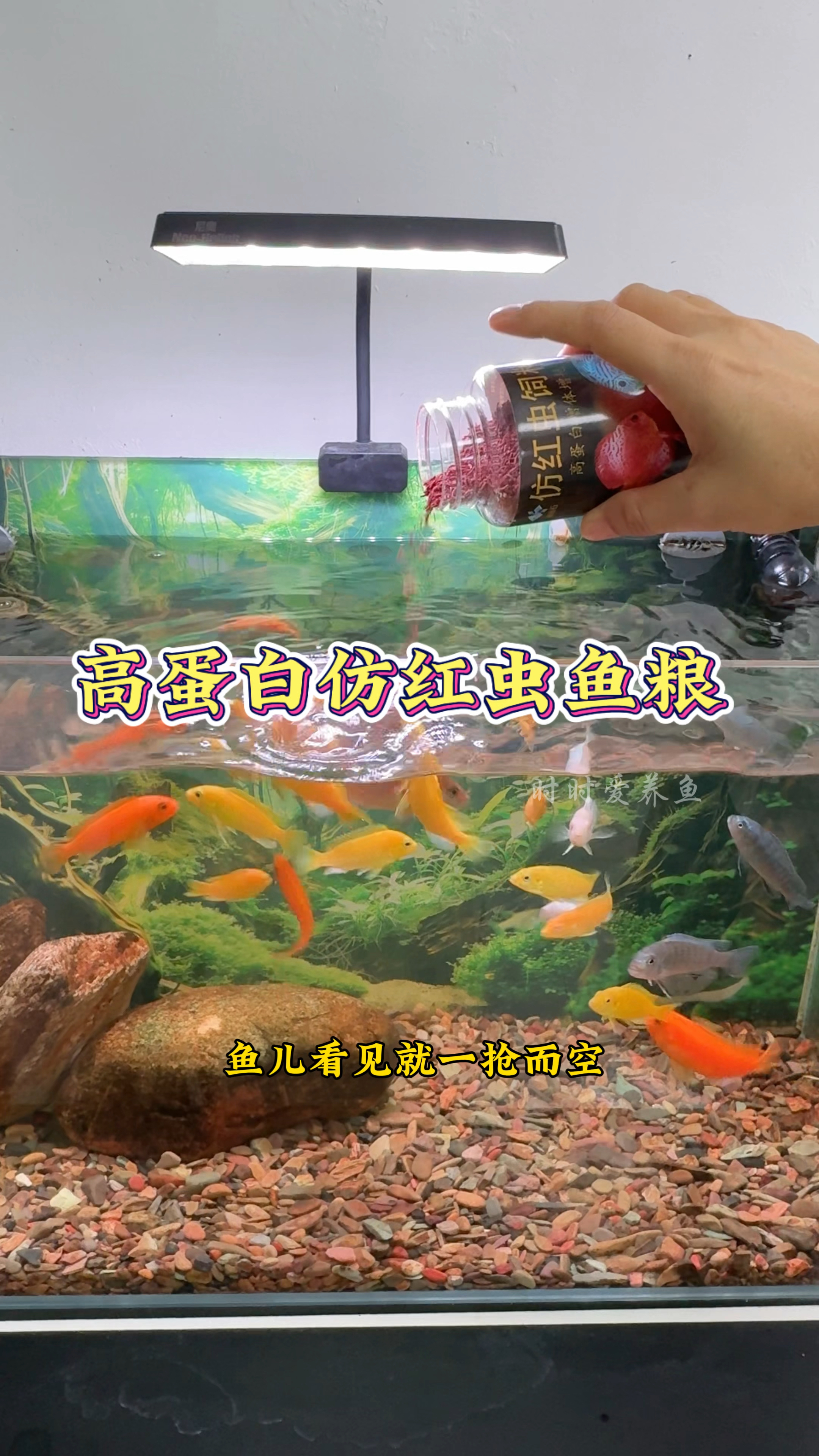 想要鱼儿长得快发色好 高蛋白营养饲料少不了#养鱼日记#鱼粮#水族