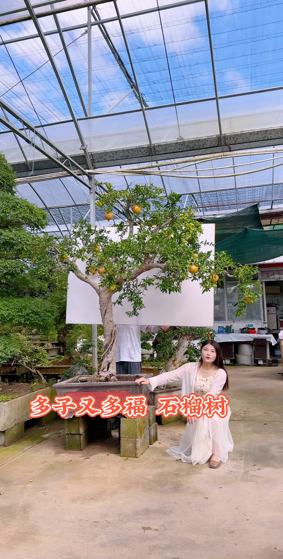 大红袍石榴盆景庭院景观盆景艺术