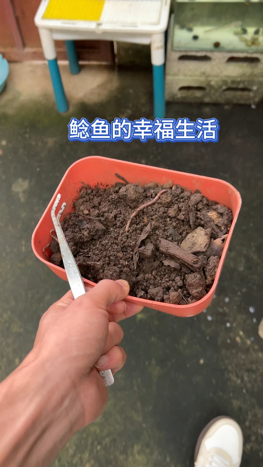 鲶鱼的幸福生活?