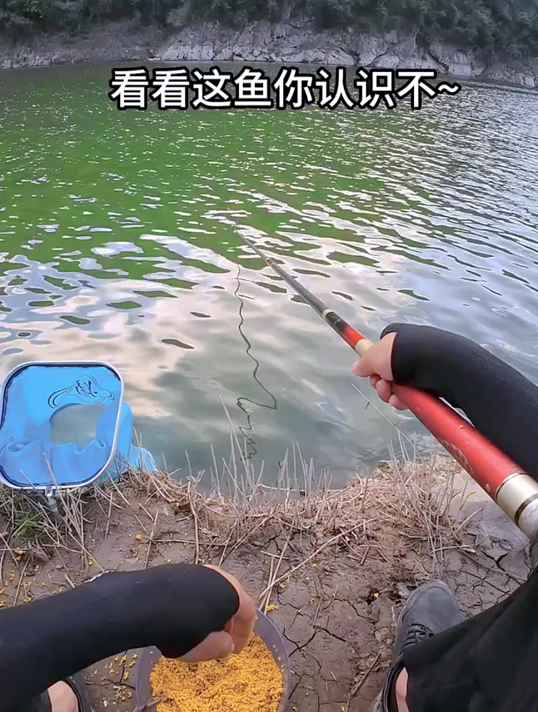 这鱼什么级别的?