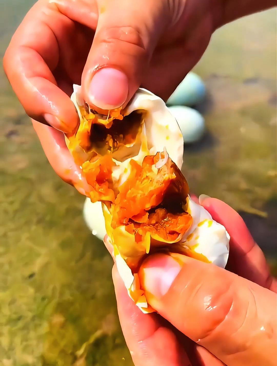 捡鸭蛋还有意外收获?吃着小鱼小虾长大的鸭子,产出的鸭蛋不会错