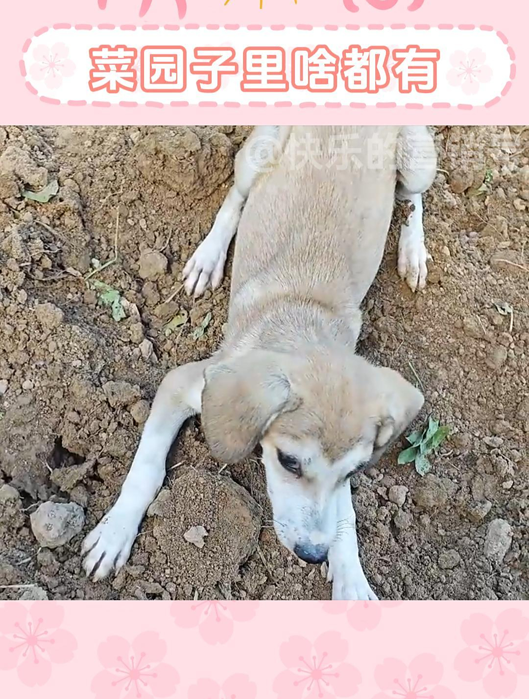 菜园子不断扩大中