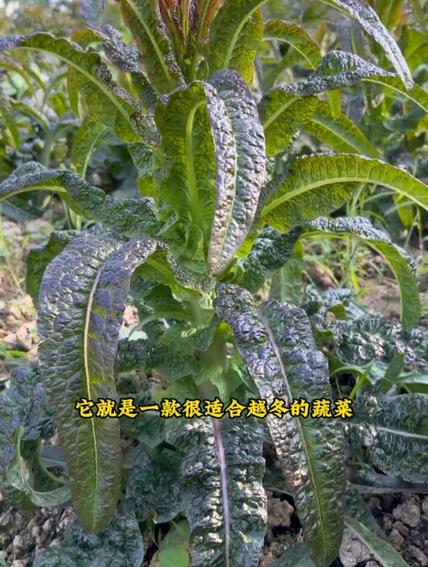 多年生草本植物莴笋,茎和叶子都是宝,一次种植常年吃!