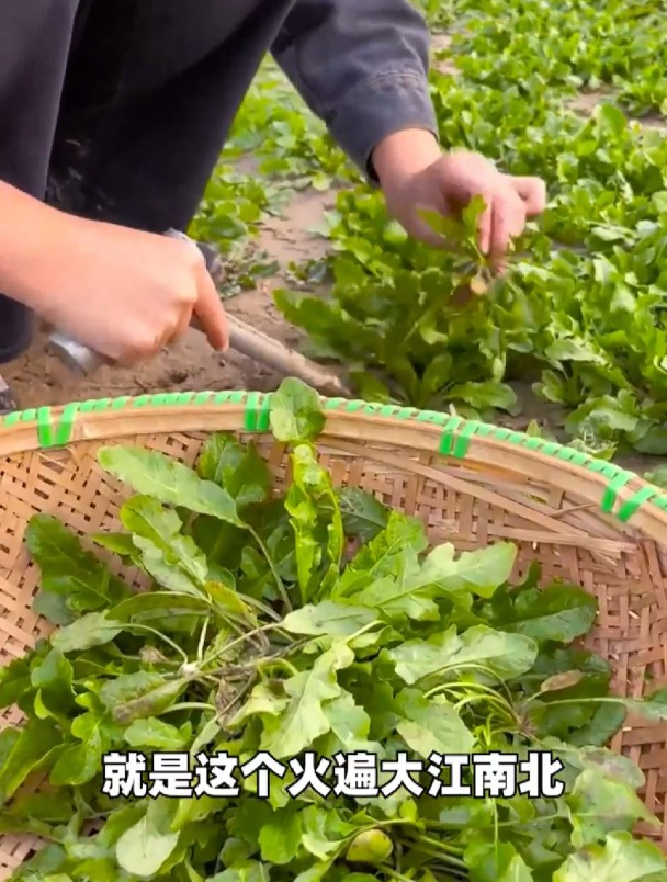 荠菜农村遍地都是,营养价值很高,很多人却不认识它!