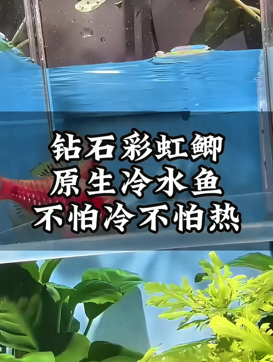 钻石彩虹鲫,冷水鱼的冷热适应王者!