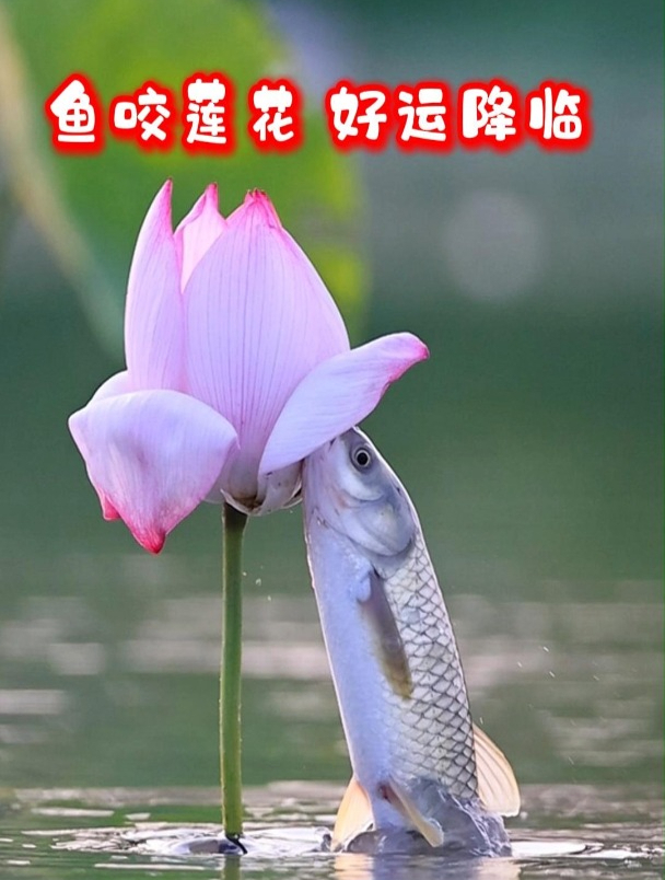 鱼咬莲花年年有余 鱼咬莲花吉祥富贵 鱼咬莲花好运降临