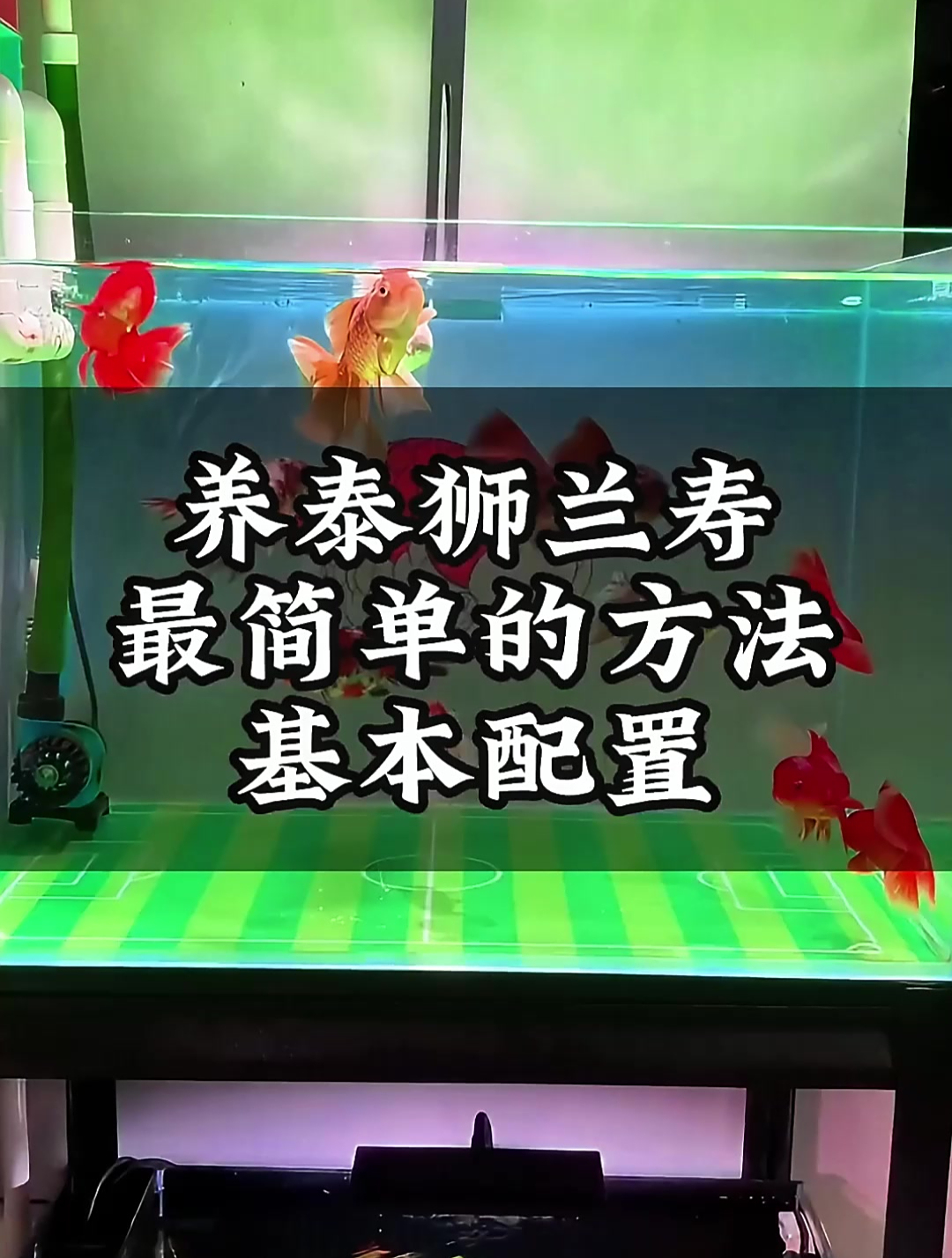 泰狮兰寿如何养?最简方法在此!