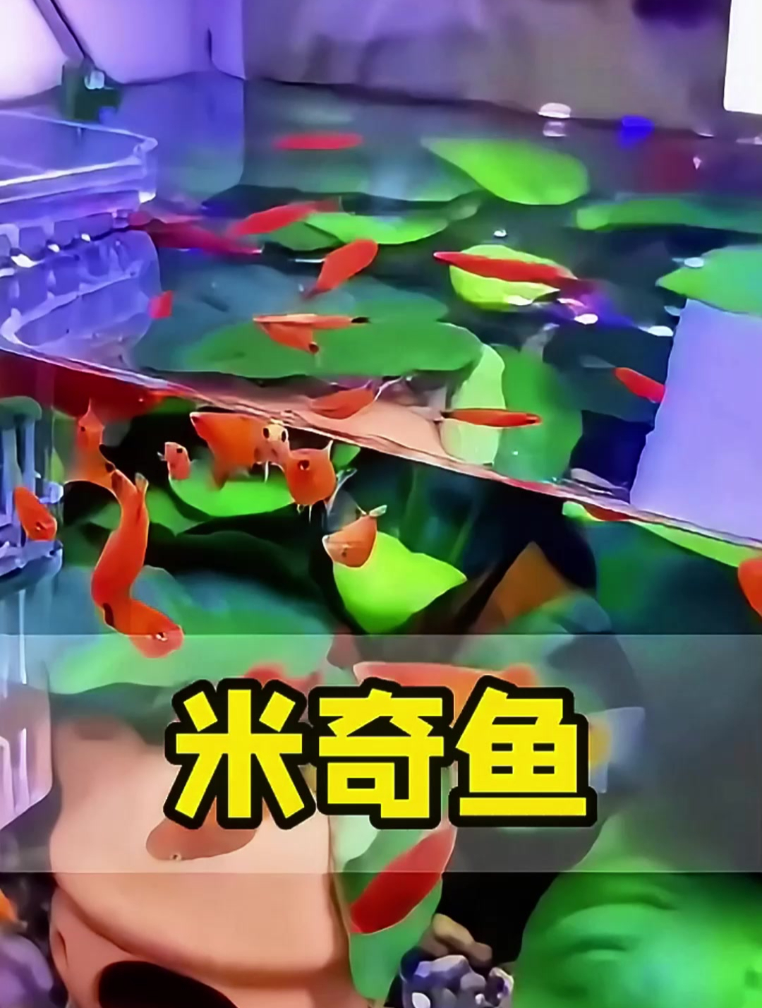 堪比孔雀鱼的超强繁殖能力!