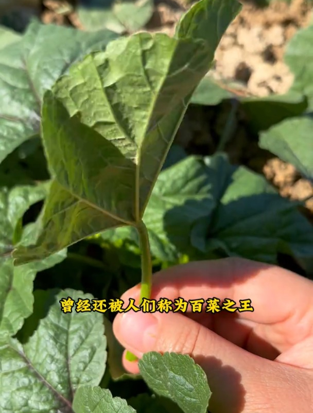 冬寒菜也叫冬葵,耐寒采收时间长,秋播可别落下它