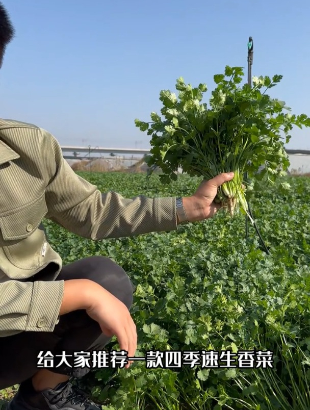 秋香菜什么时候开始种,不晚于什么时间,怎么播出苗好