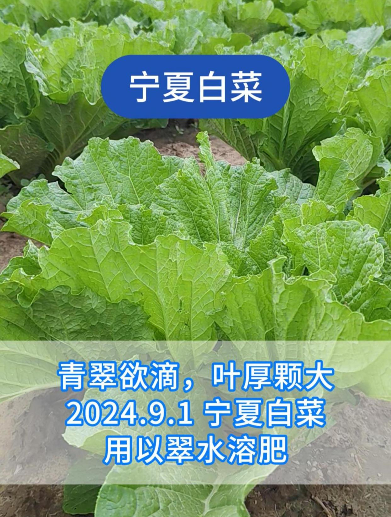 水溶肥-青翠欲滴,叶厚颗大!宁夏白菜用以翠水溶肥,提升品质