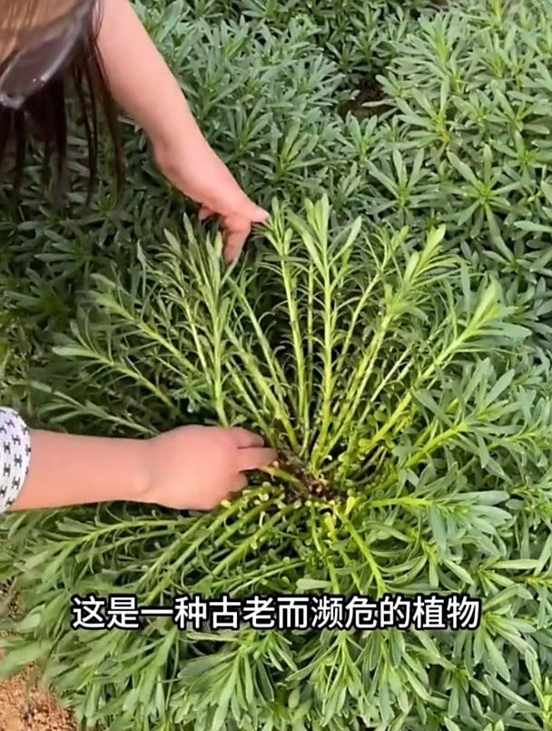 古老而濒临野菜,营养极高用途广,如今家家户户抢着种!