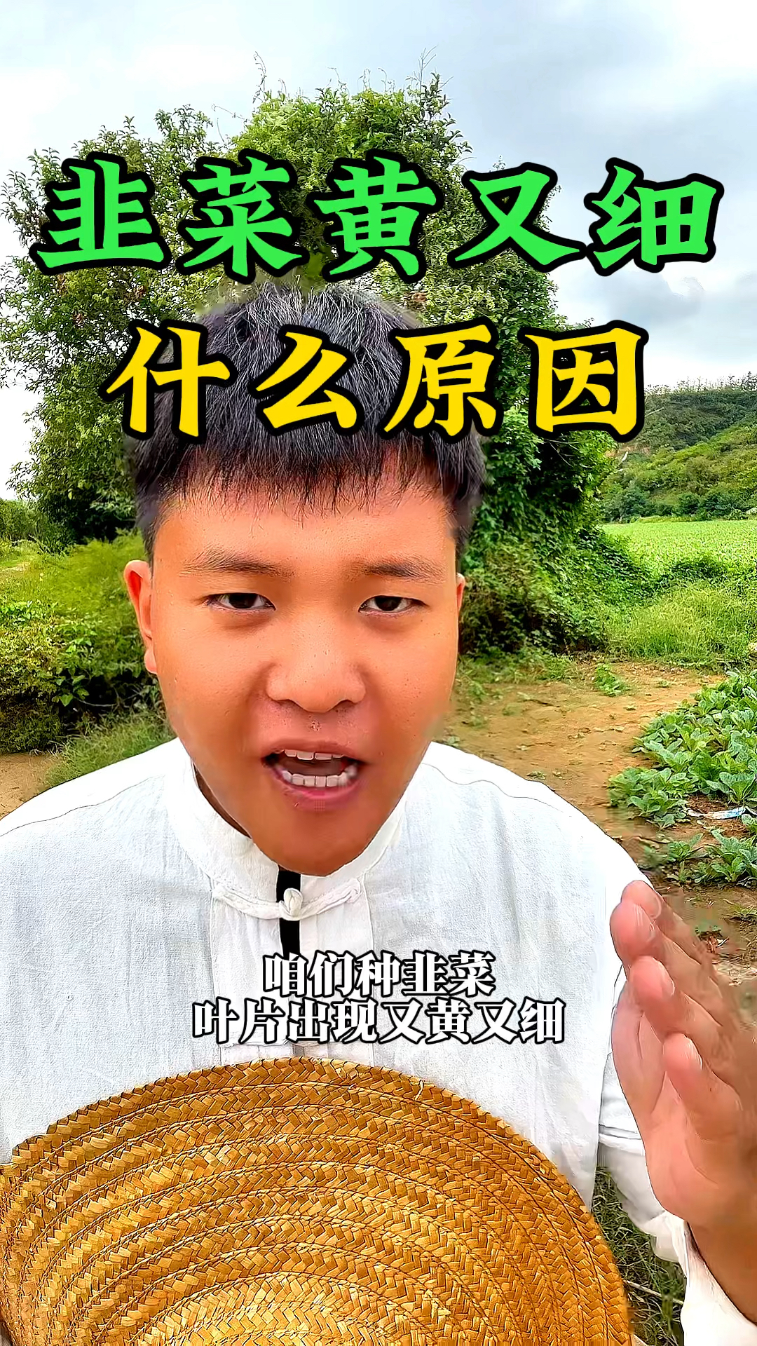 韭菜种植为什么叶片发黄还细,是什么原因呢