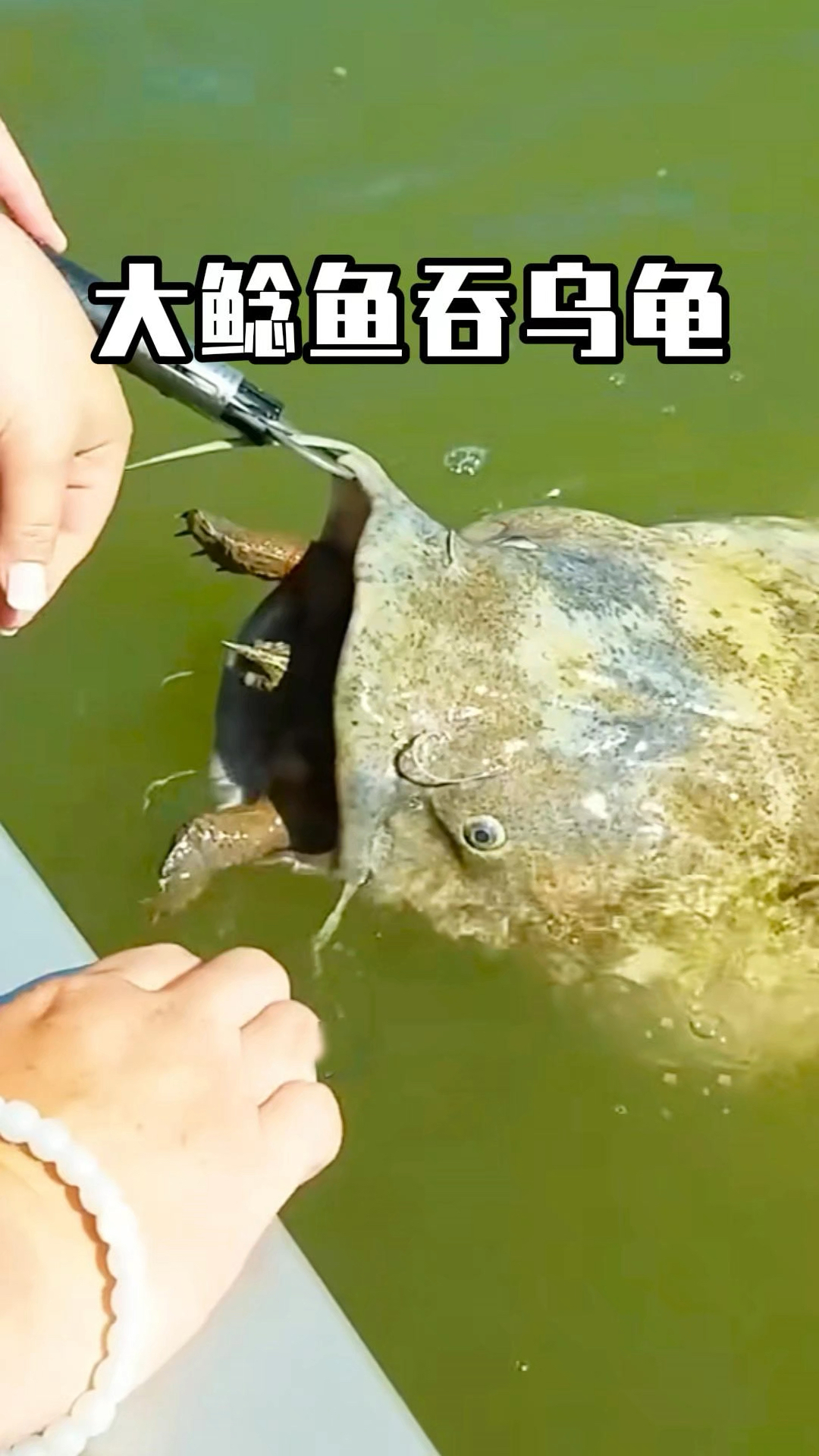 小哥钓上大鲶鱼,鲶鱼嘴里竟然有只乌龟