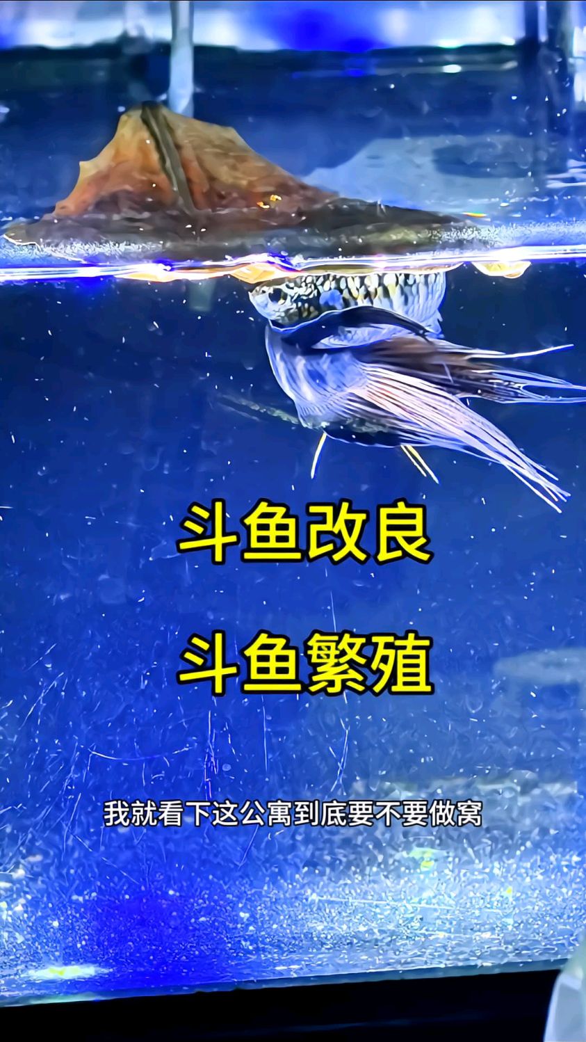 蓝系,黄系,改良系, #斗鱼繁殖 #斗鱼改良 #中国斗鱼