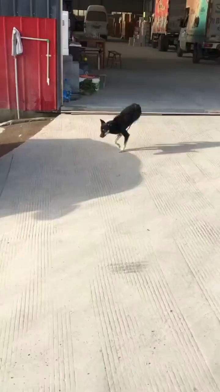 这狗怎么这样走路呢