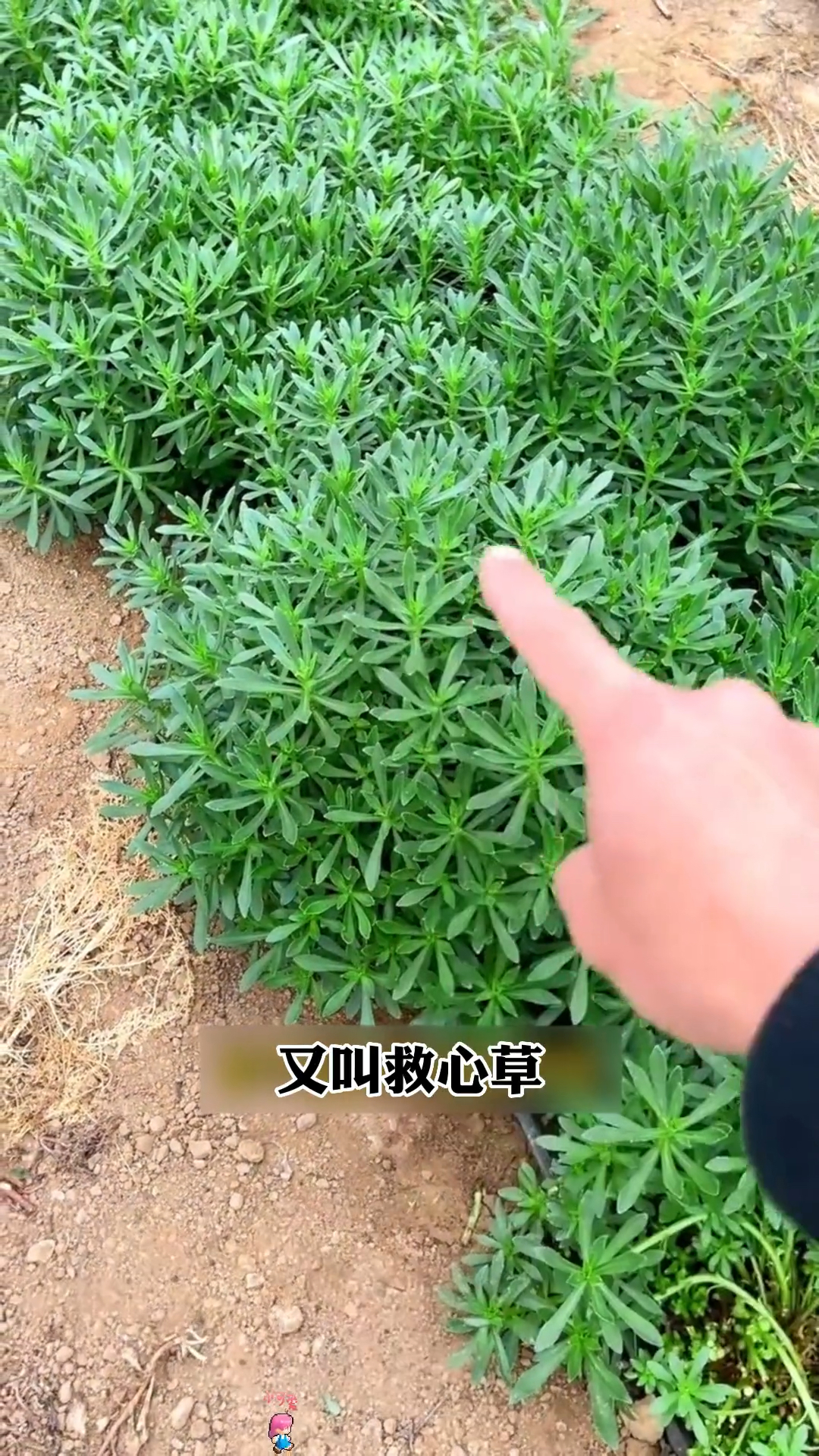 养心菜土三七高钙菜救心草