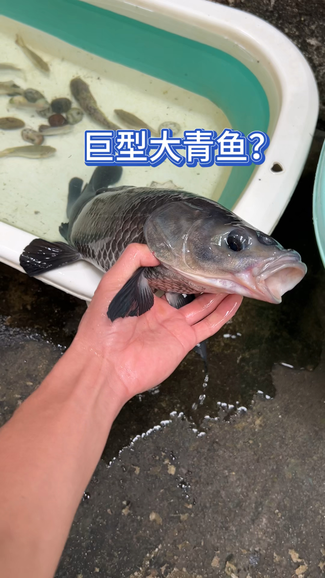 巨型大青鱼???