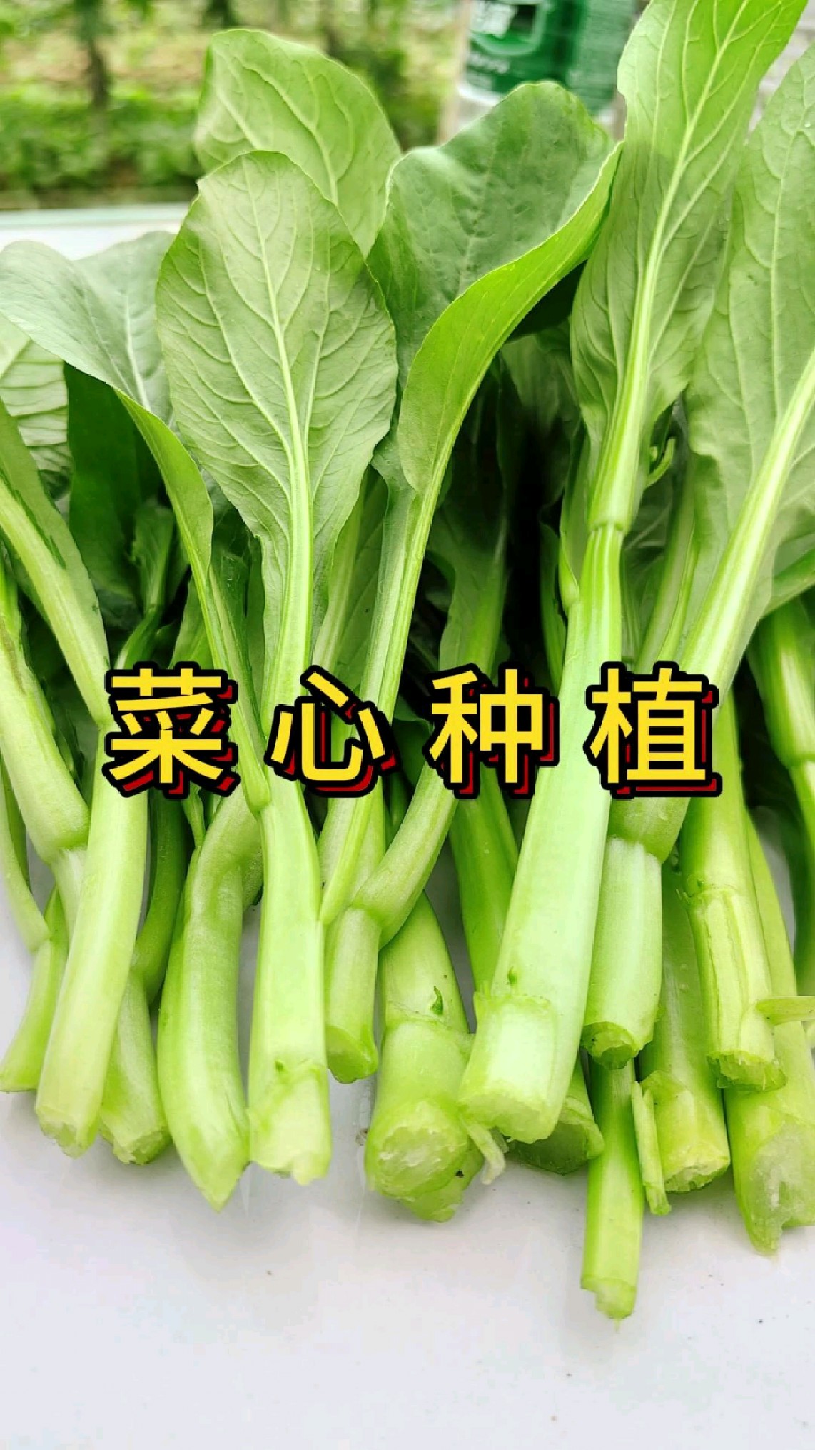菜心怎么种植才会让菜苔粗壮