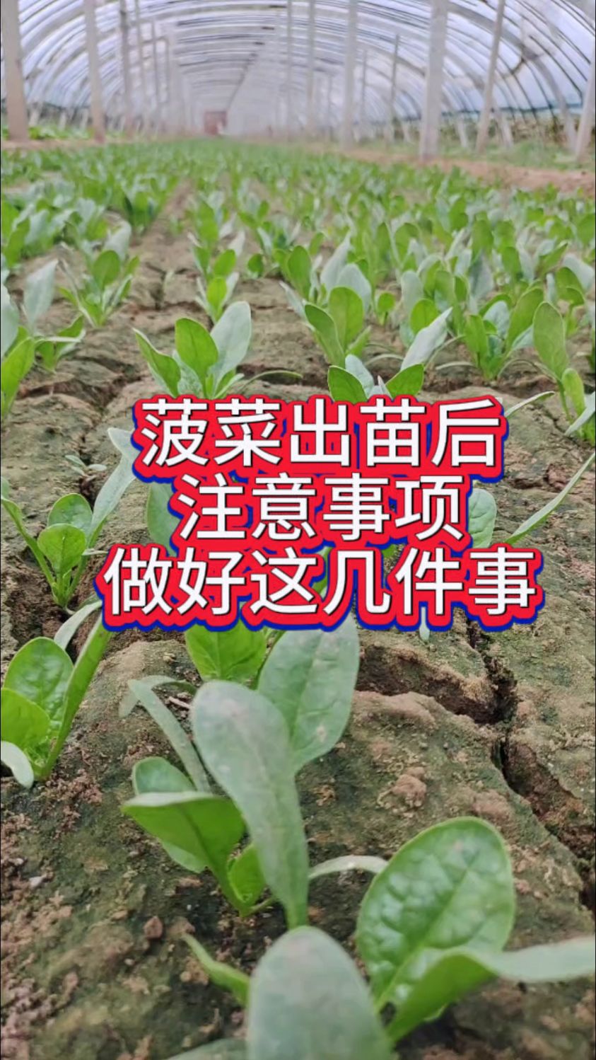 菠菜出苗后注意事项,做好这几件事