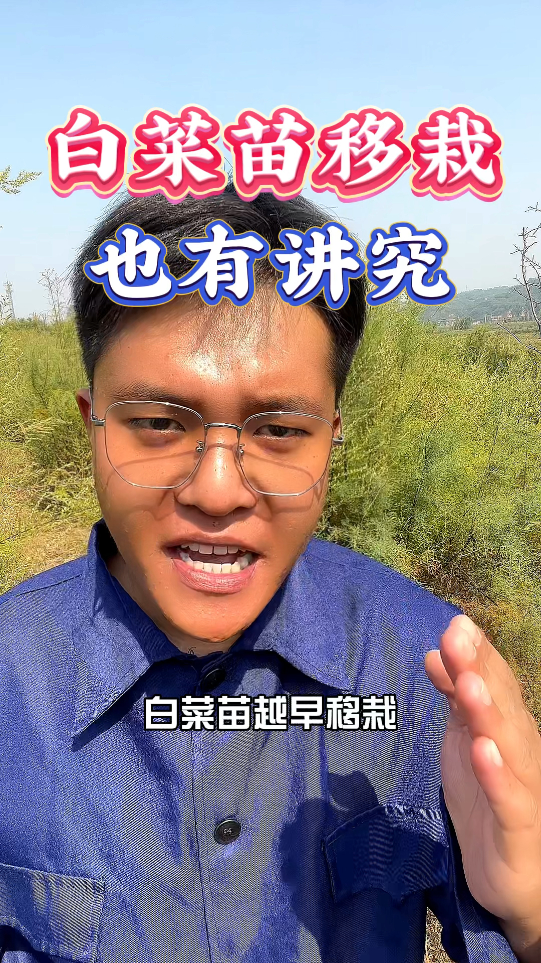 白菜苗越早移栽成活率也就越高