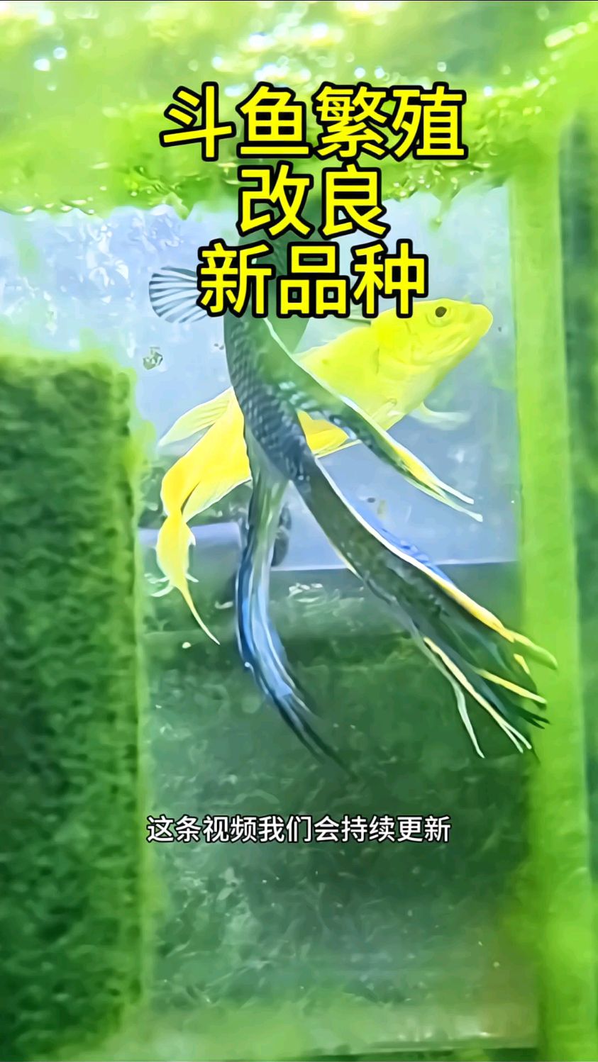斗鱼是可以多颜色进行改良繁殖的 #斗鱼繁殖 #斗鱼杂交 #改良斗鱼