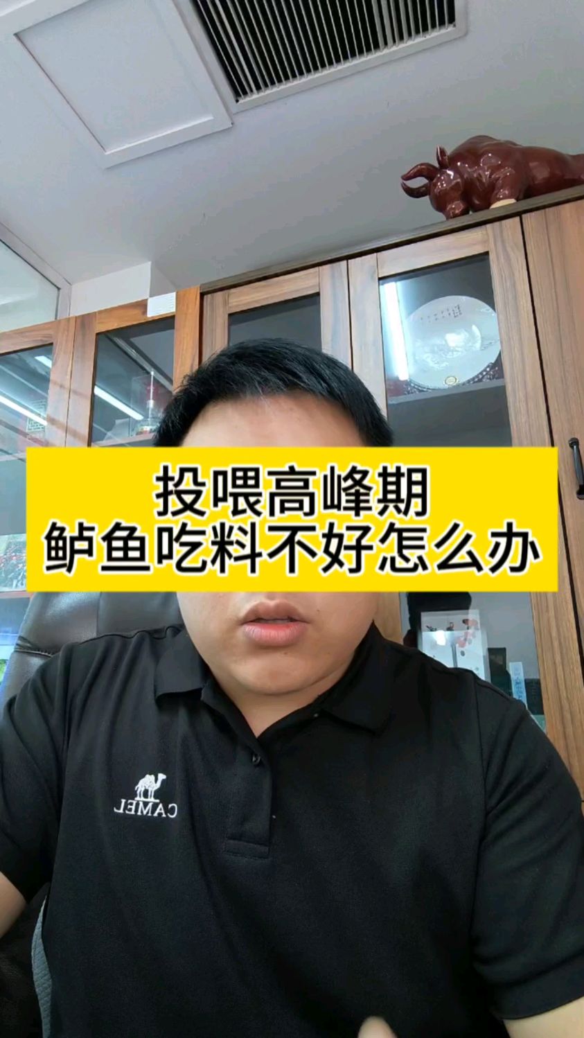 投喂高峰期鲈鱼吃料不好甚至开始不吃料怎么办