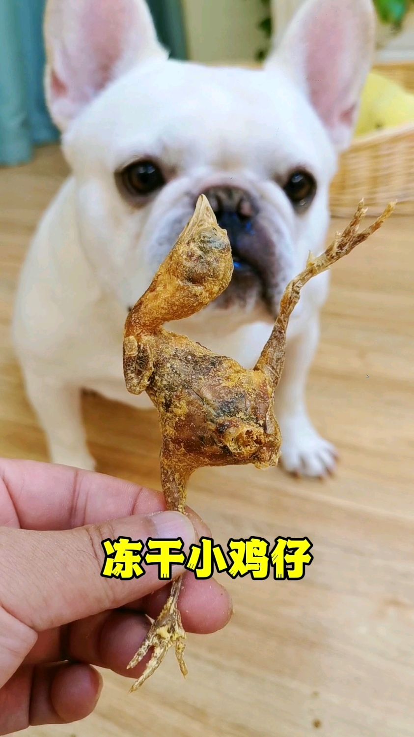 给毛孩子贴秋膘,还是得冻干小鸡仔呀!又香又脆,磨牙还解馋!