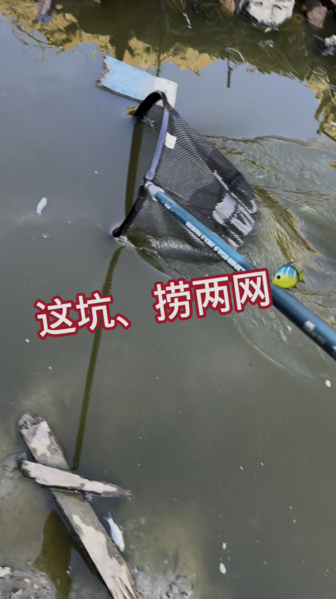 这坑捞两网、农村就是鱼多