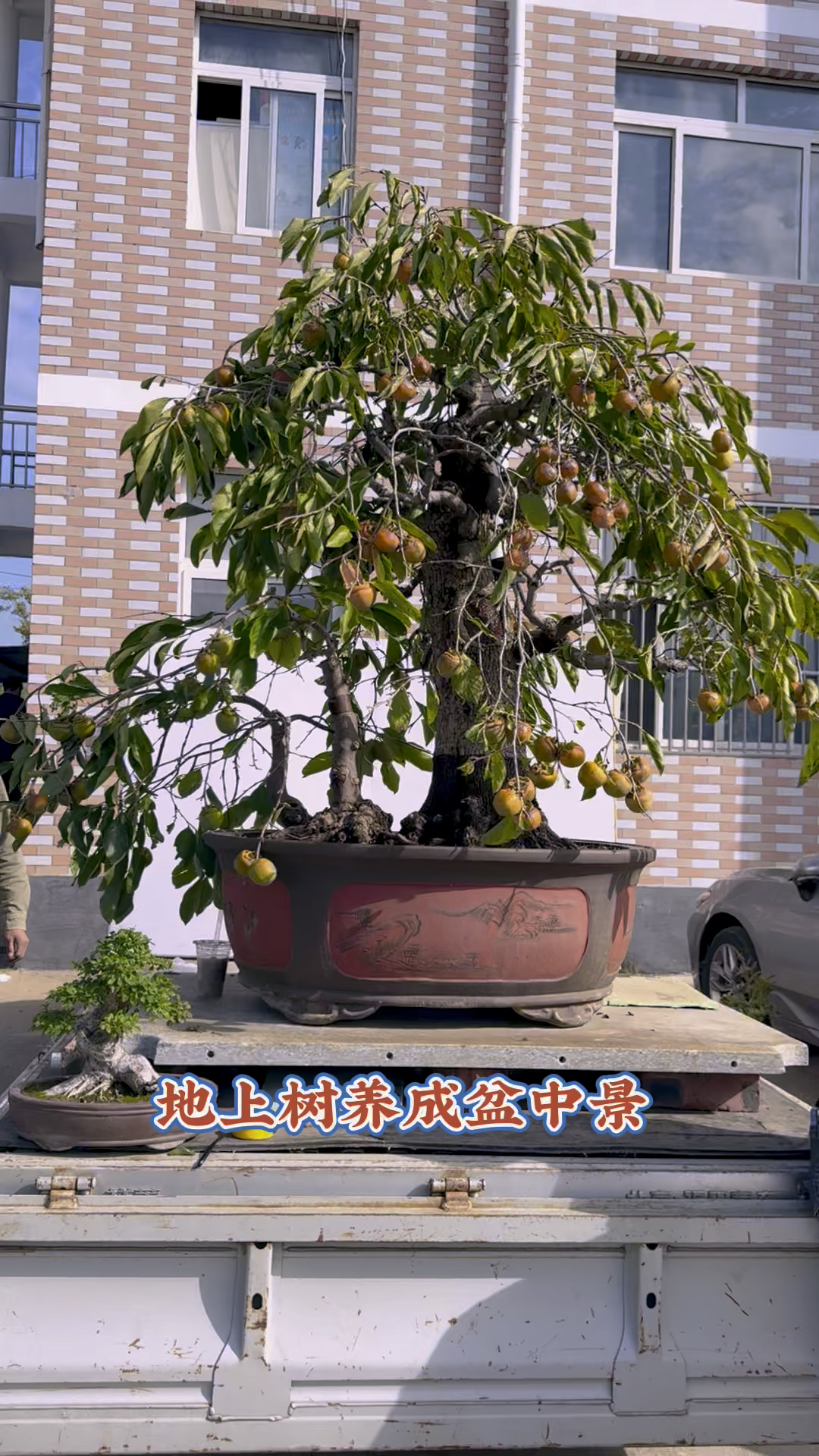 脆甜柿子树盆景庭院景观盆景艺术