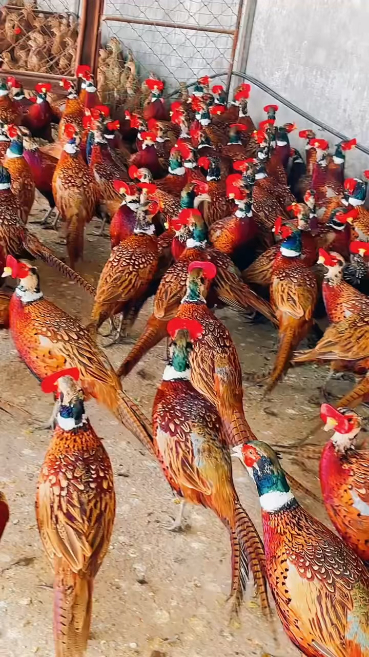 小时候老家的树林中熟悉的野鸡叫声记忆犹新