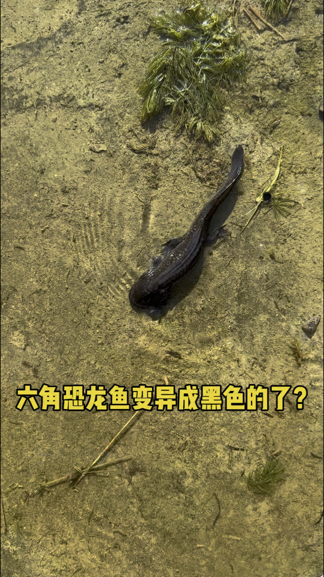 六角恐龙鱼变异成黑色的了