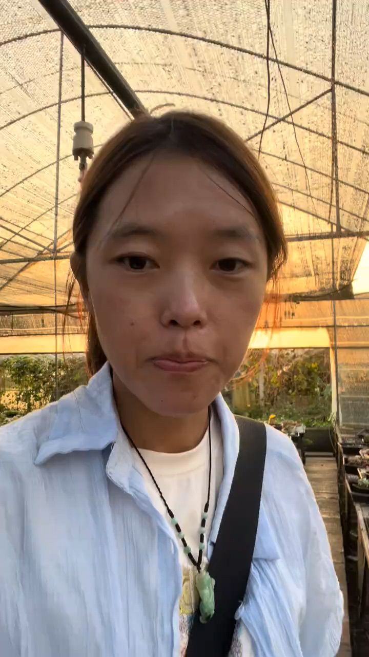给大家解秘一下直播间,大家一直问的芒果,然后它多肉界是大青芒
