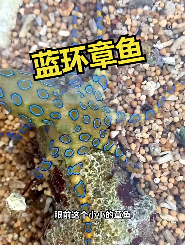 蓝环章鱼,世界上最毒的章鱼!