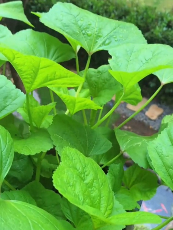 冬寒菜也叫冬葵,营养好有野菜的清香,现在正是种的好时候
