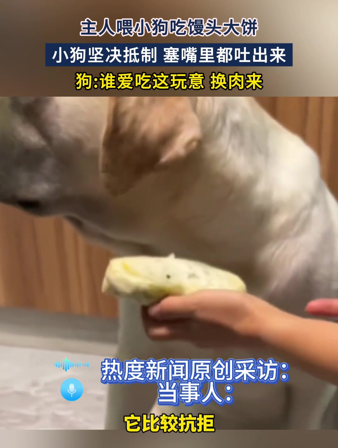 主人喂小狗吃馒头大饼,小狗坚决抵制,塞到嘴里都吐出来