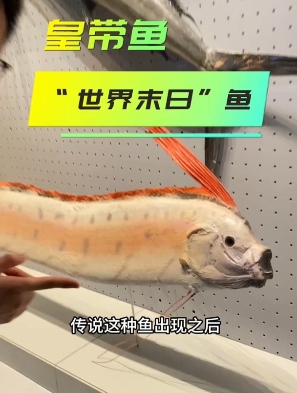 皇带鱼,“世界末日”鱼