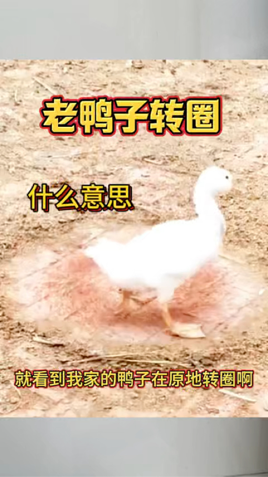 老鸭子转圈,什么意思