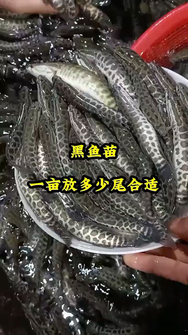 黑鱼苗一亩放多少尾