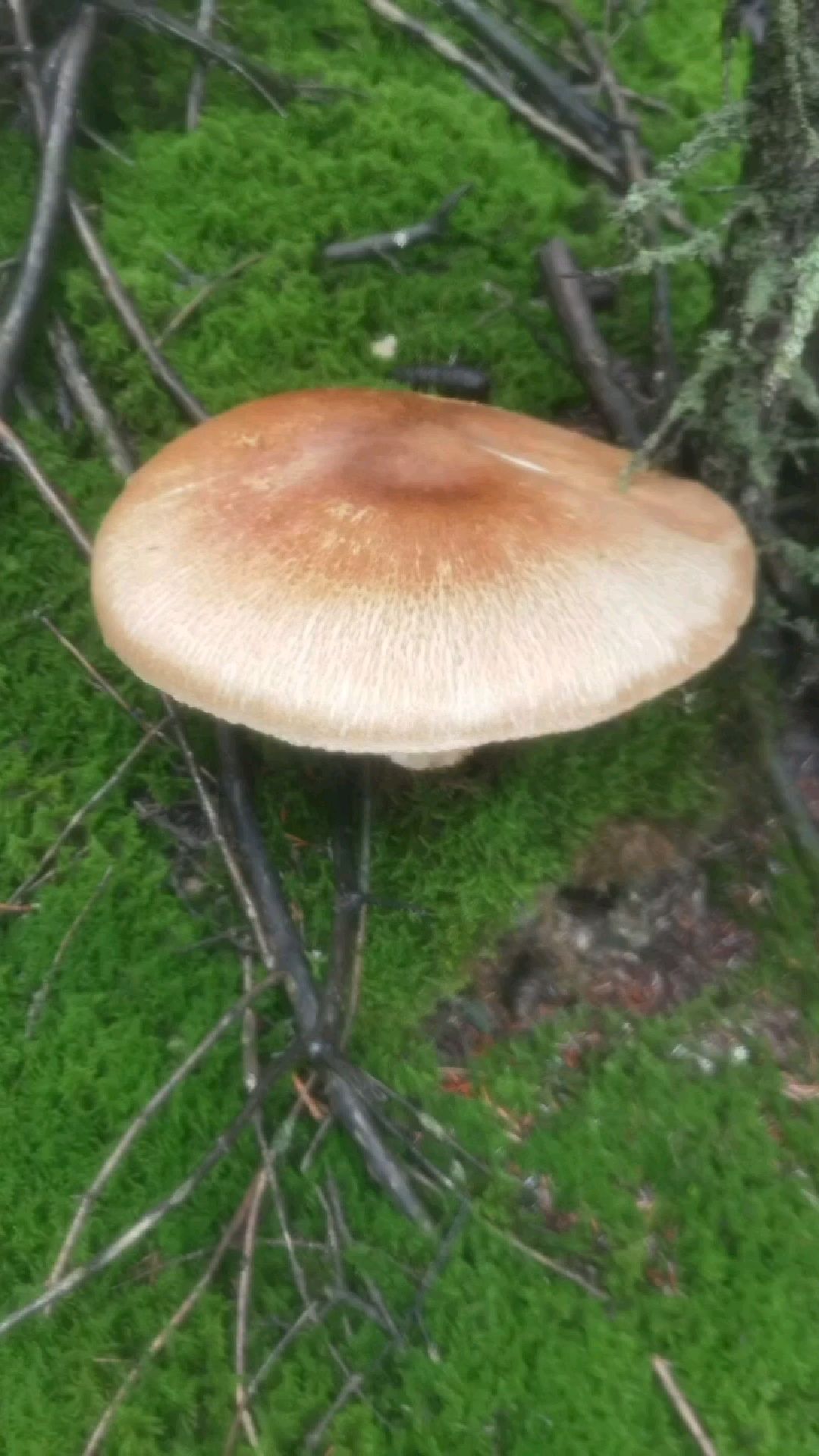 贺兰山鸡腿菇、口蘑、紫蘑菇可称得上是真正的山珍了。